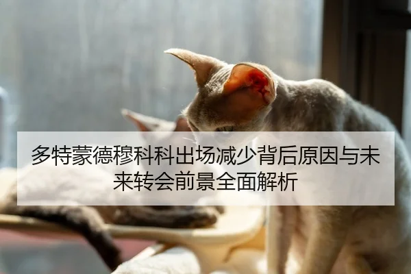多特蒙德穆科科出场减少背后原因与未来转会前景全面解析